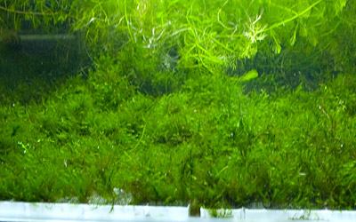US Fissidens Carpet