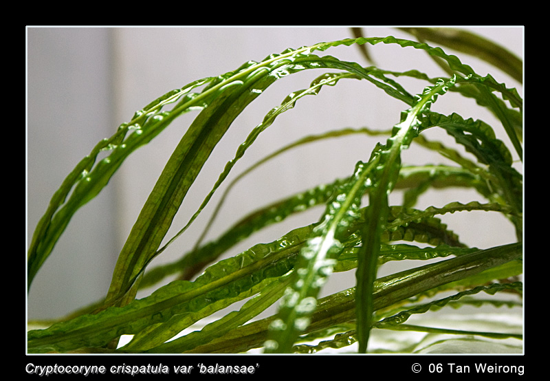 Cryptocoryne crispatula var 'balansae'