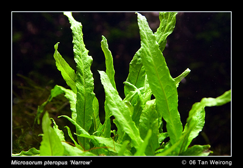 Microsorum pteropus 'Narrow'