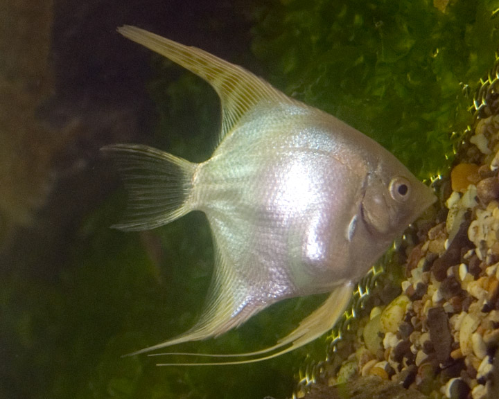 Platinum Angelfish