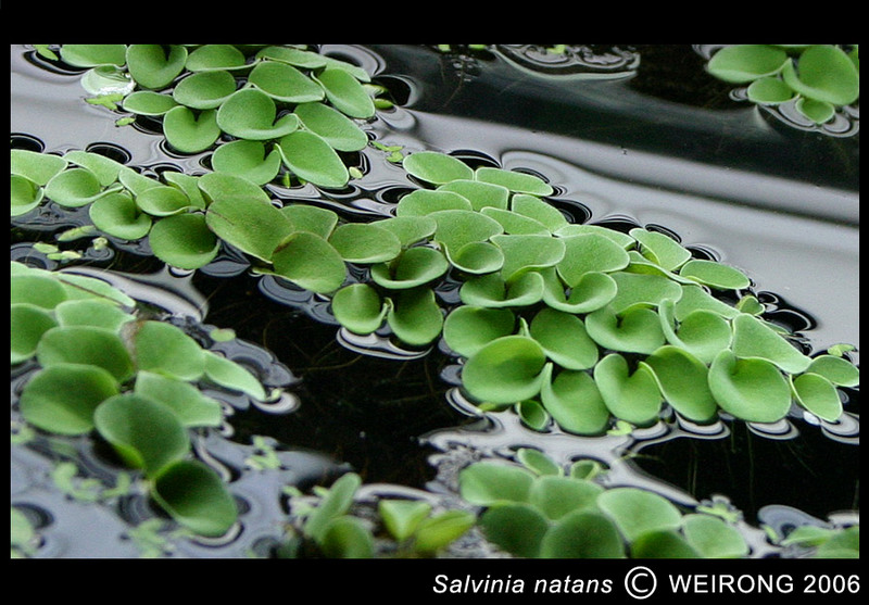 Salvinia natans