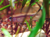 Apistogramma iniridae