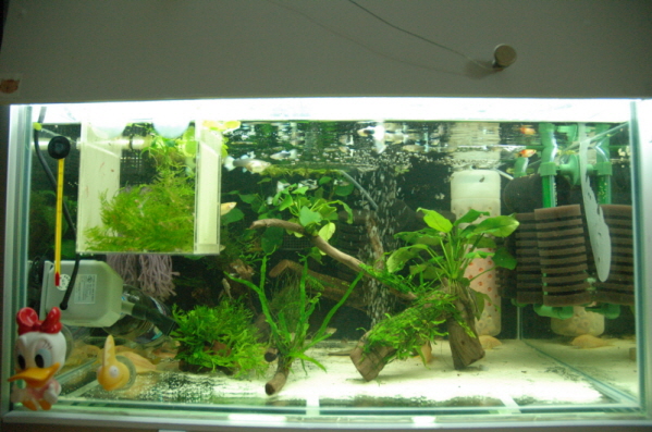 My Corydoras Tank