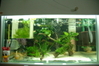 My Corydoras Tank