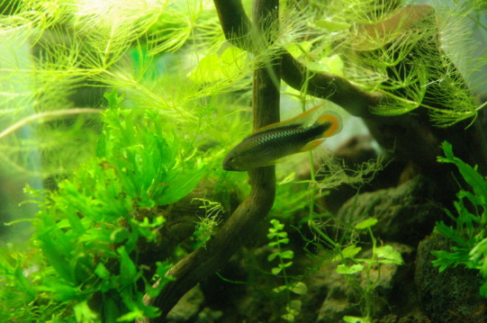 Apistogramma Wilhelmi