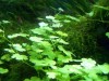 Hydrocotyle sibthorpioides