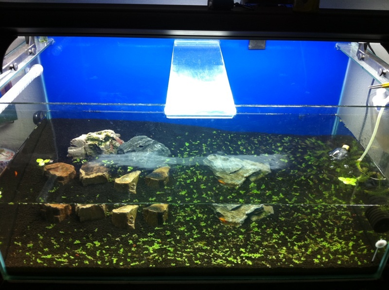 3feet rescape journal, detailed