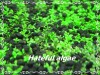 Hateful algae... wrong time to appear