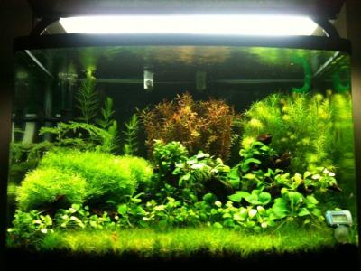 Planted Tank 2010