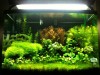 Planted Tank 2010