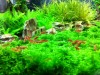 my shrimp tank