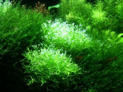 Riccia Pearling