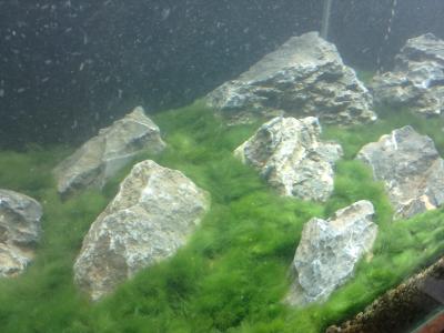 Marimo Plains