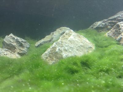 Marimo Plains