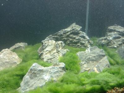 Marimo Plains