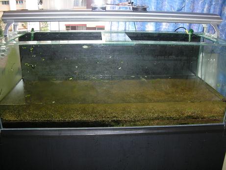 4 Ft Tank Revamp to Glosso lawn Concept