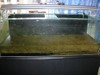 4 Ft Tank Revamp to Glosso lawn Concept