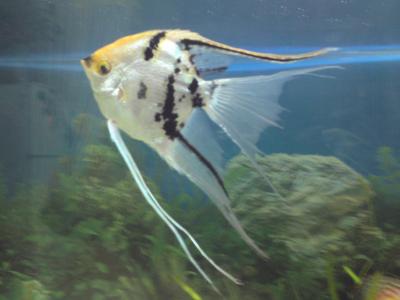 Angel Fish