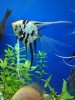 Angel Fish