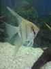 Angel Fish