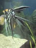 Angel Fish