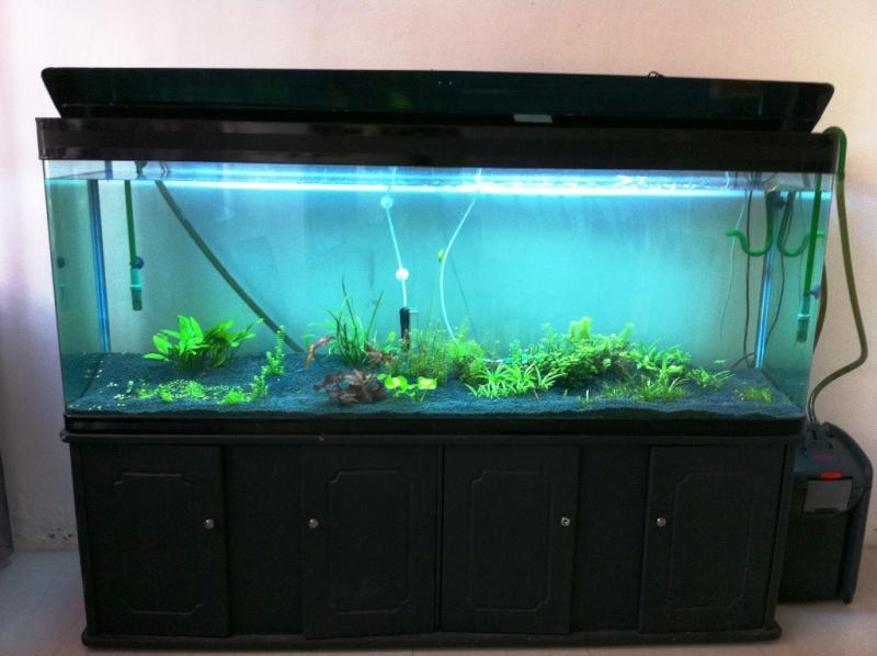 Aquarium Plants