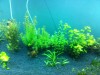 Aquarium Plants