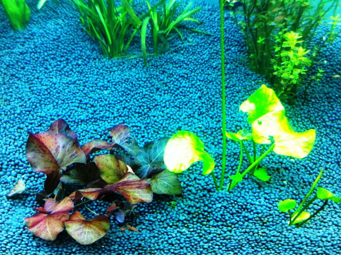 Aquarium Plants