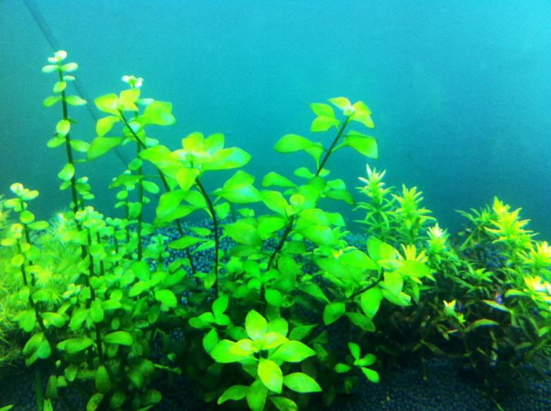 Aquarium Plants