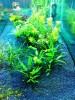 Aquatic Plants