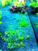 Aquatic Plants