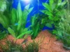 Aquarium Plants