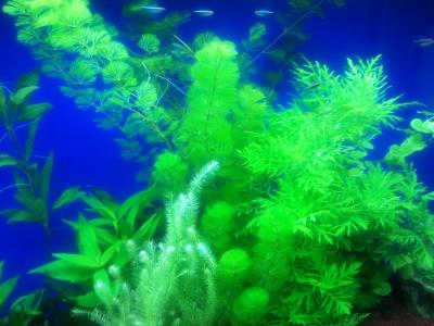 Aquarium Plants