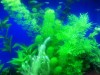 Aquarium Plants