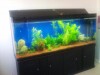 Aquarium Plants