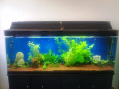 Aquarium Plants