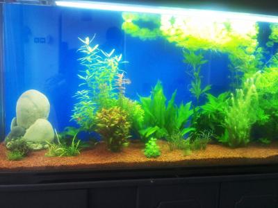Aquarium Plants