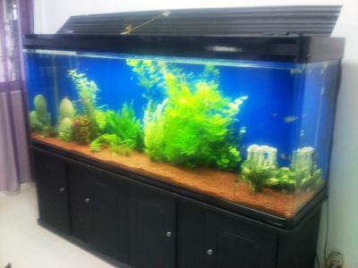 Aquarium Plants