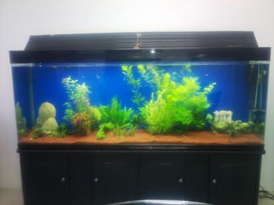 Aquarium Plants