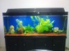 Aquarium Plants