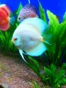 King of Aquarium-Discus