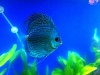 King of Aquarium-Discus