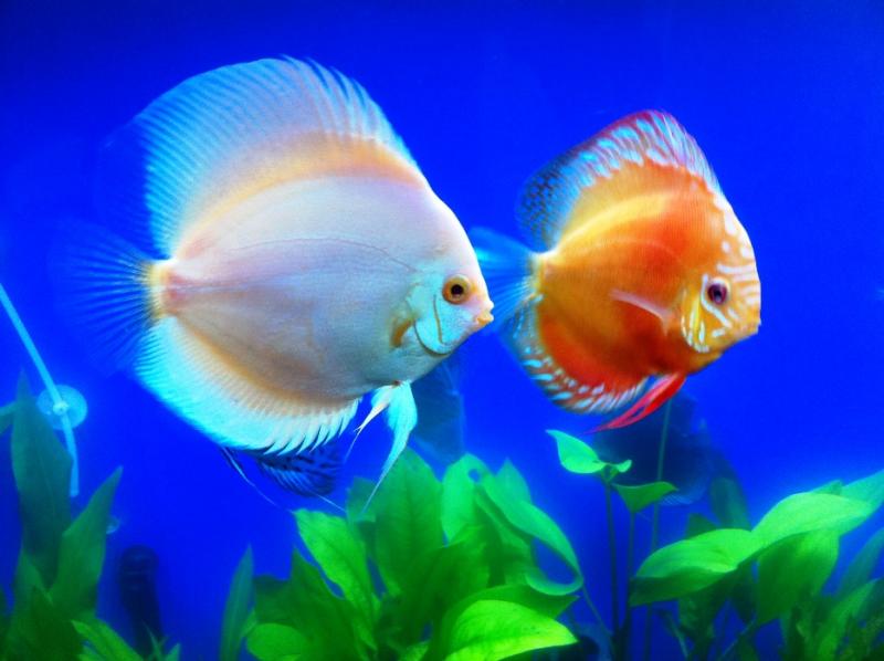 King of Aquarium-Discus