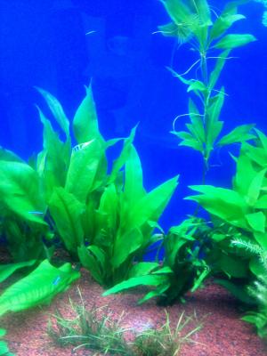 Aquatic Plants