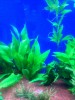 Aquatic Plants