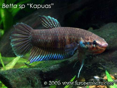 Betta sp "Kapuas"