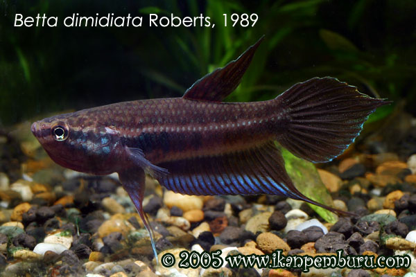 Betta dimidiata