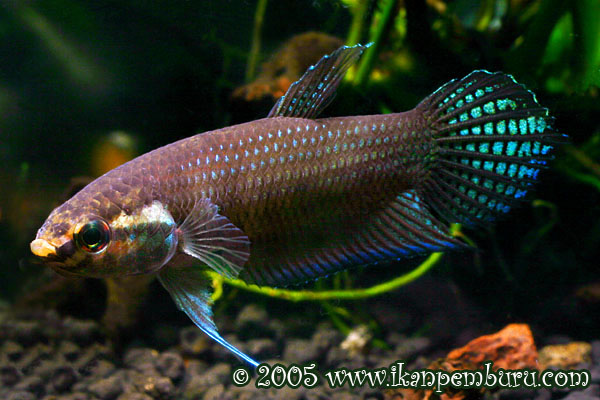 Betta stigmosa