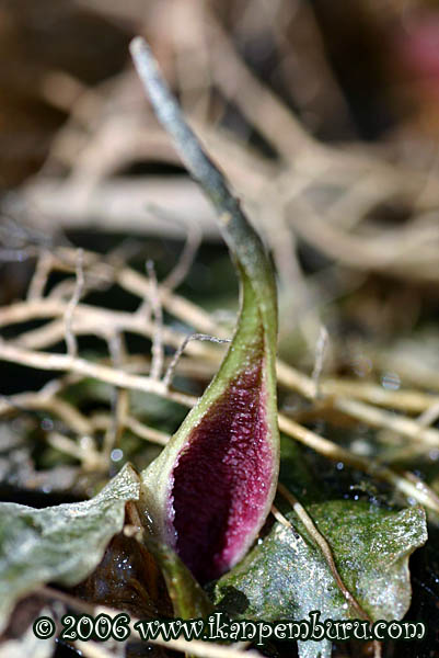 Cryptocoryne pygmaea