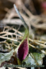 Cryptocoryne pygmaea